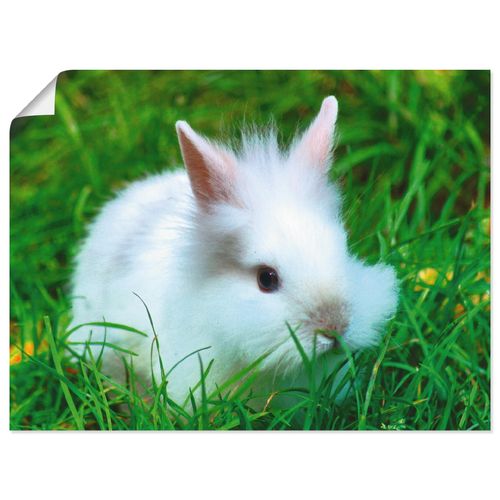 4058661455628 - Wandbild ARTLAND Weißes Zwergkaninchen Baby Bilder Gr B H 60 cm x 45 cm Poster Wildtiere Querformat 1 St beige (naturfarben) Bild Poster Bilder als Alubild Leinwandbild Wandaufkleber oder in versch Größen 4058661455628 - Wandbild ARTLAND Weißes Zwergkaninchen Baby Bilder Gr B H 60 cm x 45 cm Poster Wildtiere Querformat 1 St beige (naturfarben) Bild Poster Bilder als Alubild Leinwandbild Wandaufkleber oder in versch Größen