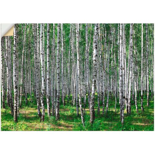 4059745780094 - Wandbild ARTLAND Birkenwald Bilder Gr B H 100 cm x 70 cm Wandaufkleber - Vinyl Wald 1 St grün Bild Leinwandbild Kunstdrucke Bilder als Alubild Leinwandbild Wandaufkleber oder Poster in versch Größen