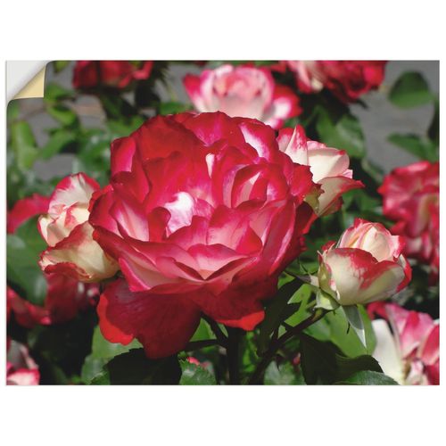 4059745692632 - Wandbild ARTLAND Rot weiße Rosenblüte Bilder Gr B H 40 cm x 30 cm Wandaufkleber - Vinyl Blumen Querformat 1 St beige (naturfarben) Bild Poster Bilder als Alubild Leinwandbild Wandaufkleber oder in versch Größen
