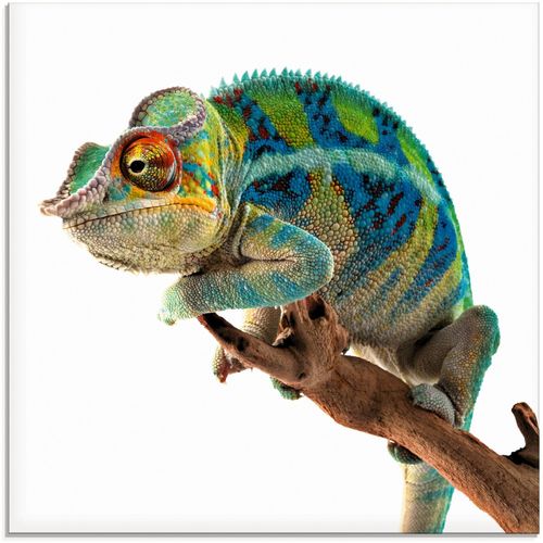 4055327038515 - Glasbild ARTLAND Ambanja Panther Chamäleon Bilder Gr B H 30 cm x 30 cm Reptilien 1 St weiß Glasbilder Bilder in verschiedenen Größen