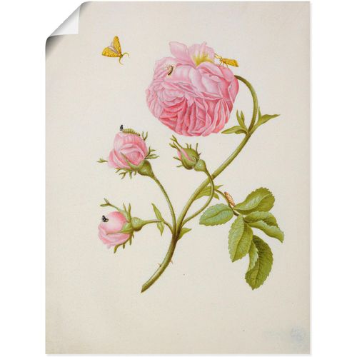 4055327556385 - Wandbild ARTLAND Buschröschen Miniermotte Larve Puppe Bilder Gr B H 30 cm x 40 cm Poster Blumen 1 St beige (naturfarben) Bild Poster Bilder als Leinwandbild Wandaufkleber oder in versch Größen