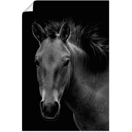 4062144664131 - Wandbild ARTLAND Wildpferd Bilder Gr B H 45 cm x 60 cm Poster Pferdebilder Hochformat 1 St schwarz Kunstdrucke als Alubild Leinwandbild Wandaufkleber oder Poster in versch Größen 4062144664131 - Wandbild ARTLAND Wildpferd Bilder Gr B H 45 cm x 60 cm Poster Pferdebilder Hochformat 1 St schwarz Kunstdrucke als Alubild Leinwandbild Wandaufkleber oder Poster in versch Größen