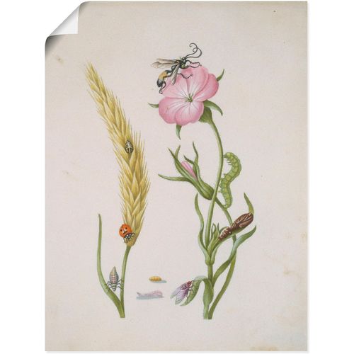 4055327556569 - Wandbild ARTLAND Marienkäfer Kornrade Larven und Puppen Bilder Gr B H 30 cm x 40 cm Poster Pflanzen 1 St beige (naturfarben) Bild Poster Bilder als Leinwandbild Wandaufkleber oder in versch Größen