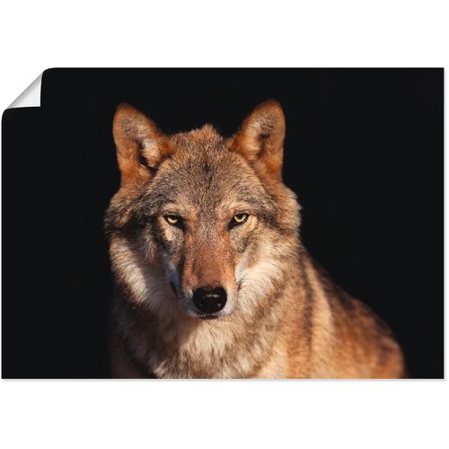 4059745769563 - Wandbild ARTLAND Wolf Bilder Gr B H 70 cm x 50 cm Poster Wildtiere 1 St braun Bild Leinwandbild Kunstdrucke Bilder als Alubild Leinwandbild Wandaufkleber oder Poster in versch Größen