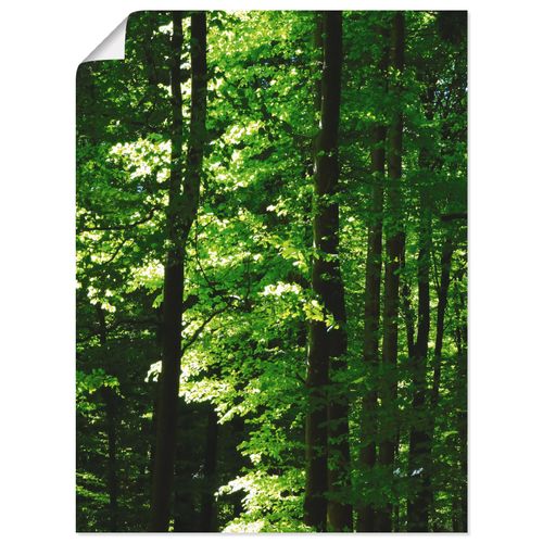 4059745679763 - Wandbild ARTLAND Im Buchenwald Bilder Gr B H 45 cm x 60 cm Poster Wald Hochformat 1 St grün Bild Poster Bilder als Alubild Leinwandbild Wandaufkleber oder in versch Größen