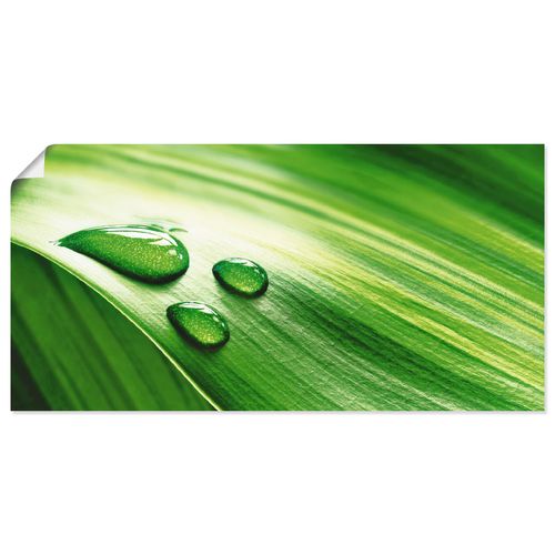 4055327419826 - Wandbild ARTLAND Nahaufnahme eines grünen Pflanzenblattes Bilder Gr B H 60 cm x 30 cm Poster Blätter Querformat 1 St grün Bild Poster Bilder als Leinwandbild Wandaufkleber oder in versch Größen 4055327419826 - Wandbild ARTLAND Nahaufnahme eines grünen Pflanzenblattes Bilder Gr B H 60 cm x 30 cm Poster Blätter Querformat 1 St grün Bild Poster Bilder als Leinwandbild Wandaufkleber oder in versch Größen