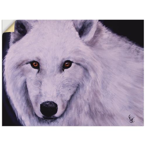 4062144075333 - Wandbild ARTLAND Weißer Wolf Bilder Gr B H 60 cm x 45 cm Wandaufkleber - Vinyl Wildtiere Querformat 1 St weiß Bild Poster Bilder als Alubild Leinwandbild Wandaufkleber oder in versch Größen