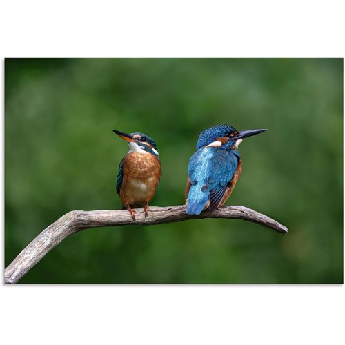 4062144757857 - Wandbild ARTLAND Zwei Eisvogel Bilder Gr B H 30 cm x 20 cm Alu-Dibond-Druck Vogelbilder Querformat 1 St grün Kunstdrucke als Alubild Leinwandbild Wandaufkleber oder Poster in versch Größen 4062144757857 - Wandbild ARTLAND Zwei Eisvogel Bilder Gr B H 30 cm x 20 cm Alu-Dibond-Druck Vogelbilder Querformat 1 St grün Kunstdrucke als Alubild Leinwandbild Wandaufkleber oder Poster in versch Größen