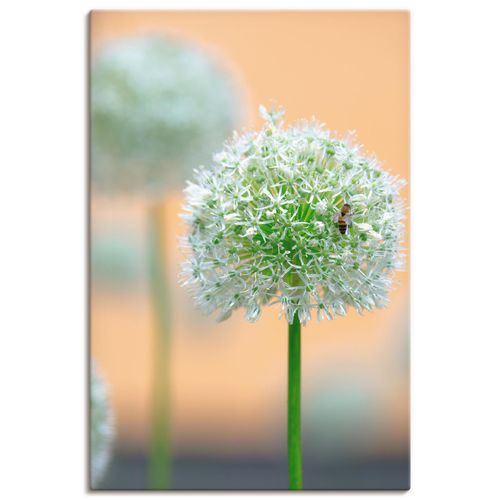 4059745567992 - Wandbild ARTLAND Großer Allium in Pastell Bilder Gr B H 20 cm x 30 cm Leinwandbild Blumen Hochformat 1 St beige (naturfarben) Bild Poster Bilder als Alubild Leinwandbild Wandaufkleber oder in versch Größen 4059745567992 - Wandbild ARTLAND Großer Allium in Pastell Bilder Gr B H 20 cm x 30 cm Leinwandbild Blumen Hochformat 1 St beige (naturfarben) Bild Poster Bilder als Alubild Leinwandbild Wandaufkleber oder in versch Größen