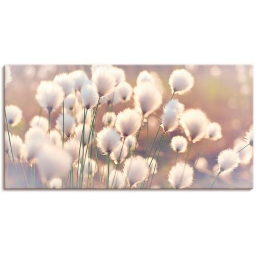 4059745196765 - Wandbild ARTLAND Wollgraszauber im Moor Bilder Gr B H 60 cm x 30 cm Leinwandbild Gräser 1 St beige (naturfarben) Bild Kunstdruck Kunstdrucke Bilder als Alubild Leinwandbild Wandaufkleber oder Poster in versch Größen