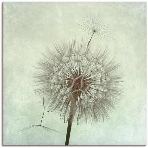4055327262187 - Wandbild ARTLAND Pusteblume II Bilder Gr B H 70 cm x 70 cm Leinwandbild Blumen 1 St grau Bild Kunstdruck Poster Bilder als Leinwandbild Wandaufkleber oder in versch Größen