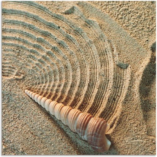 4057738394464 - Wandbild ARTLAND Zen IV - Muschel im Sand Bilder Gr B H 50 cm x 50 cm Alu-Dibond-Druck Zen 1 St beige (naturfarben) Bild Leinwandbild Kunstdrucke Bilder als Alubild Leinwandbild Wandaufkleber oder Poster in versch Größen