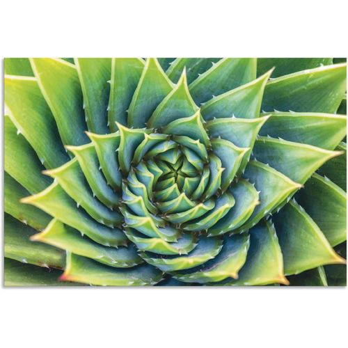 4062144660768 - Wandbild ARTLAND Grüne Spirale Bilder Gr B H 30 cm x 20 cm Alu-Dibond-Druck Pflanzenbilder Querformat 1 St grün Kunstdrucke als Alubild Leinwandbild Wandaufkleber oder Poster in versch Größen