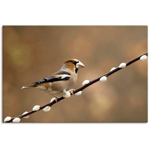 4062144623640 - Wandbild ARTLAND Kernbeißer Bilder Gr B H 60 cm x 40 cm Leinwandbild Vogelbilder Querformat 1 St braun Kunstdrucke als Alubild Leinwandbild Wandaufkleber oder Poster in versch Größen 4062144623640 - Wandbild ARTLAND Kernbeißer Bilder Gr B H 60 cm x 40 cm Leinwandbild Vogelbilder Querformat 1 St braun Kunstdrucke als Alubild Leinwandbild Wandaufkleber oder Poster in versch Größen