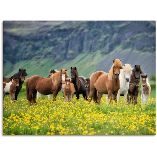 4058661408464 - Wandbild ARTLAND Isländische Pferde VII Bilder Gr B H 80 cm x 60 cm Leinwandbild Haustiere Querformat 1 St grün Bild Poster Bilder als Alubild Leinwandbild Wandaufkleber oder in versch Größen