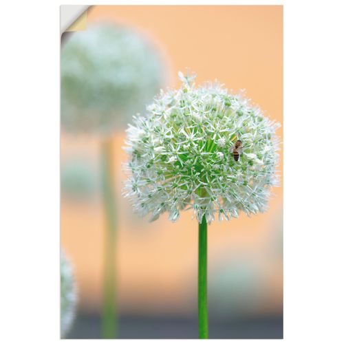 4059745568029 - Wandbild ARTLAND Großer Allium in Pastell Bilder Gr B H 20 cm x 30 cm Wandaufkleber - Vinyl Blumen Hochformat 1 St beige (naturfarben) Bild Poster Bilder als Alubild Leinwandbild Wandaufkleber oder in versch Größen