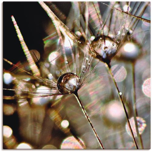 4057738609476 - Wandbild ARTLAND Pusteblume abstrakt Bilder Gr B H 50 cm x 50 cm Leinwandbild Blumen 1 St goldfarben Bild Kunstdruck Leinwandbild Kunstdrucke Bilder als Alubild Leinwandbild Wandaufkleber oder Poster in versch Größen 4057738609476 - Wandbild ARTLAND Pusteblume abstrakt Bilder Gr B H 50 cm x 50 cm Leinwandbild Blumen 1 St goldfarben Bild Kunstdruck Leinwandbild Kunstdrucke Bilder als Alubild Leinwandbild Wandaufkleber oder Poster in versch Größen