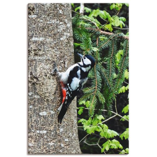 4059745484046 - Wandbild ARTLAND Buntspecht im Wald Bilder Gr B H 20 cm x 30 cm Leinwandbild Vögel Hochformat 1 St beige (naturfarben) Bild Leinwandbild Kunstdrucke Bilder als Leinwandbild Wandaufkleber oder Poster in versch Größen 4059745484046 - Wandbild ARTLAND Buntspecht im Wald Bilder Gr B H 20 cm x 30 cm Leinwandbild Vögel Hochformat 1 St beige (naturfarben) Bild Leinwandbild Kunstdrucke Bilder als Leinwandbild Wandaufkleber oder Poster in versch Größen