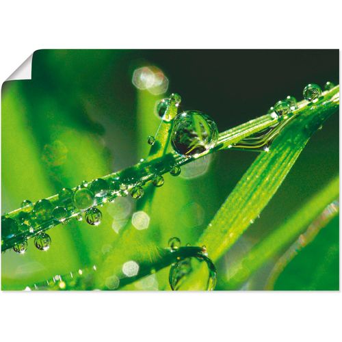 4055327328357 - Wandbild ARTLAND Wassertropfen auf Gras Bilder Gr B H 40 cm x 30 cm Poster Gräser 1 St grün Bild Kunstdruck Kunstdrucke Bilder als Leinwandbild Wandaufkleber oder Poster in versch Größen