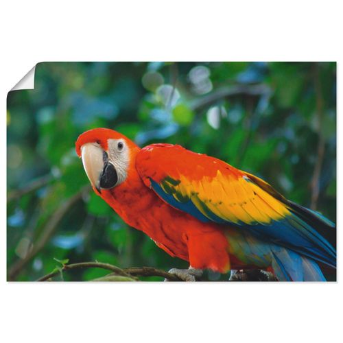 4057738908333 - Wandbild ARTLAND Roter Ara Bilder Gr B H 60 cm x 40 cm Poster Vögel Querformat 1 St beige (naturfarben) Bild Poster Bilder als Alubild Leinwandbild Wandaufkleber oder in versch Größen