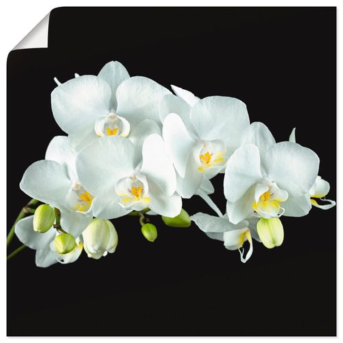 4059745834674 - Wandbild ARTLAND Weiße Orchidee auf schwarzem Hintergrund Bilder Gr B H 30 cm x 30 cm Poster Blumen quadratisch 1 St weiß Bild Poster Bilder als Alubild Leinwandbild Wandaufkleber oder in versch Größen 4059745834674 - Wandbild ARTLAND Weiße Orchidee auf schwarzem Hintergrund Bilder Gr B H 30 cm x 30 cm Poster Blumen quadratisch 1 St weiß Bild Poster Bilder als Alubild Leinwandbild Wandaufkleber oder in versch Größen