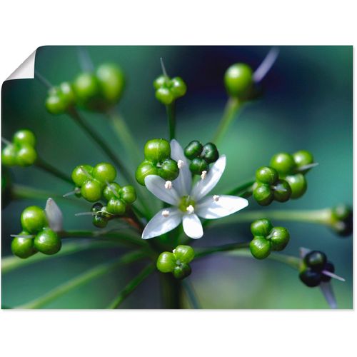 4055327618243 - Wandbild ARTLAND Bärlauchblüte Bilder Gr B H 40 cm x 30 cm Poster Blumen 1 St grün Bild Kunstdruck Poster Bilder als Leinwandbild Wandaufkleber oder in versch Größen 4055327618243 - Wandbild ARTLAND Bärlauchblüte Bilder Gr B H 40 cm x 30 cm Poster Blumen 1 St grün Bild Kunstdruck Poster Bilder als Leinwandbild Wandaufkleber oder in versch Größen