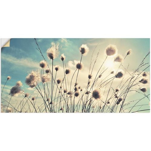 4059745196048 - Wandbild ARTLAND Wollgras Bilder Gr B H 150 cm x 75 cm Wandaufkleber - Vinyl Gräser 1 St blau Bild Kunstdruck Kunstdrucke Bilder als Alubild Leinwandbild Wandaufkleber oder Poster in versch Größen