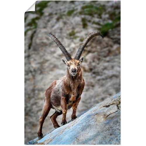 4062144770467 - Wandbild ARTLAND Steinbock mit großen Hörnern Bilder Gr B H 40 cm x 60 cm Poster Ziegen Hochformat 1 St braun Kunstdrucke als Alubild Leinwandbild Wandaufkleber oder Poster in versch Größen
