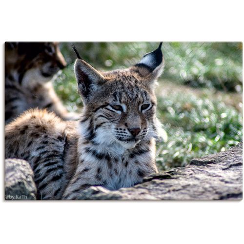 4062144670095 - Wandbild ARTLAND Luchs Bilder Gr B H 60 cm x 40 cm Leinwandbild Wildtiere Querformat 1 St braun Kunstdrucke als Alubild Leinwandbild Wandaufkleber oder Poster in versch Größen