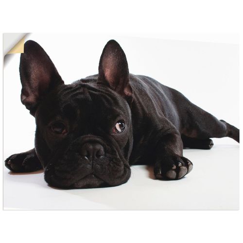 4057738285144 - Wandbild ARTLAND Bulldogge Bilder Gr B H 80 cm x 60 cm Wandaufkleber - Vinyl Haustiere Querformat 1 St schwarz Bild Poster Bilder als Alubild Leinwandbild Wandaufkleber oder in versch Größen