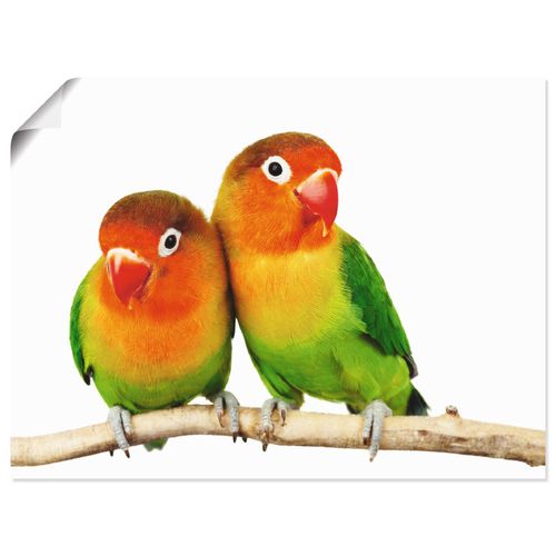4055327636070 - Wandbild ARTLAND Paar von Grauköpfchen - Papageien Bilder Gr B H 80 cm x 60 cm Poster Vögel Querformat 1 St bunt Bild Metallbild Metallbilder Bilder als Alubild Leinwandbild Wandaufkleber oder Poster in versch Größen