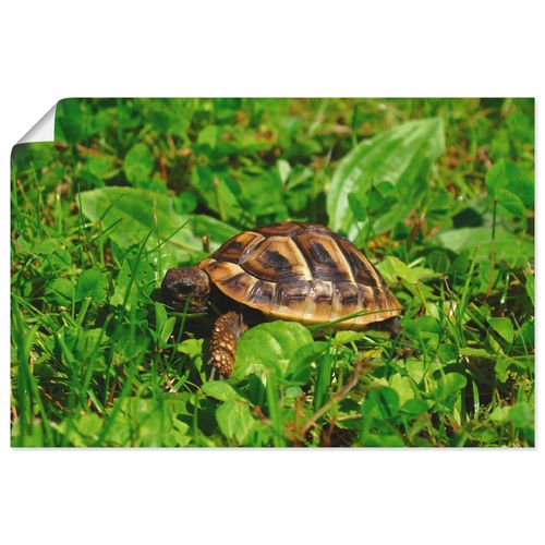 4057738909170 - Wandbild ARTLAND Griechische Landschildkröten Baby Bilder Gr B H 30 cm x 20 cm Poster Reptilien Querformat 1 St beige (naturfarben) Bild Leinwandbild Kunstdrucke Bilder als Alubild Leinwandbild Wandaufkleber oder Poster in versch Größen