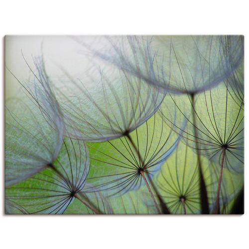4062144533871 - Wandbild ARTLAND Pusteblumen-Samen II Bilder Gr B H 80 cm x 60 cm Leinwandbild Blumen Querformat 1 St grün Bild Metallbild Metallbilder Bilder als Alubild Leinwandbild Wandaufkleber oder Poster in versch Größen