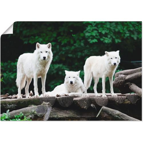 4059745769679 - Wandbild ARTLAND Arktische Wölfe Bilder Gr B H 70 cm x 50 cm Poster Wildtiere 1 St weiß Bild Leinwandbild Kunstdrucke Bilder als Alubild Leinwandbild Wandaufkleber oder Poster in versch Größen