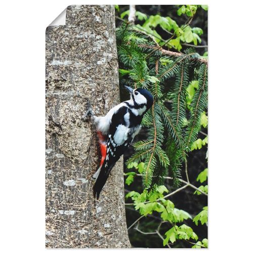 4059745484114 - Wandbild ARTLAND Buntspecht im Wald Bilder Gr B H 40 cm x 60 cm Poster Vögel Hochformat 1 St beige (naturfarben) Bild Leinwandbild Kunstdrucke Bilder als Leinwandbild Wandaufkleber oder Poster in versch Größen 4059745484114 - Wandbild ARTLAND Buntspecht im Wald Bilder Gr B H 40 cm x 60 cm Poster Vögel Hochformat 1 St beige (naturfarben) Bild Leinwandbild Kunstdrucke Bilder als Leinwandbild Wandaufkleber oder Poster in versch Größen