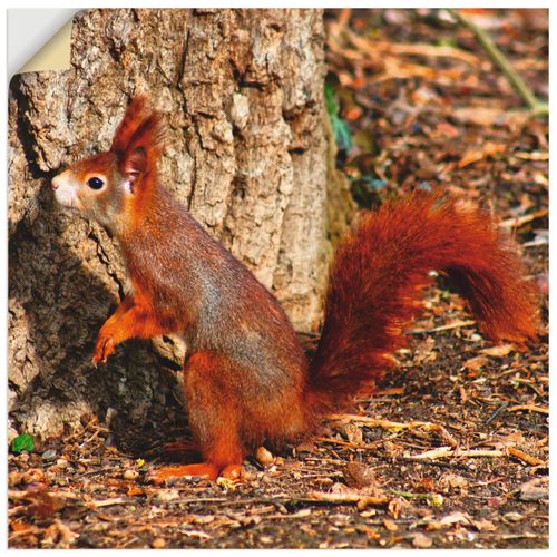 4062144343913 - Wandbild ARTLAND Rotes Eichhörnchen will hoch hinaus Bilder Gr B H 50 cm x 50 cm Wandaufkleber - Vinyl Wildtiere quadratisch 1 St rot Bild Leinwandbild Kunstdrucke Bilder als Alubild Leinwandbild Wandaufkleber oder Poster in versch Größen 4062144343913 - Wandbild ARTLAND Rotes Eichhörnchen will hoch hinaus Bilder Gr B H 50 cm x 50 cm Wandaufkleber - Vinyl Wildtiere quadratisch 1 St rot Bild Leinwandbild Kunstdrucke Bilder als Alubild Leinwandbild Wandaufkleber oder Poster in versch Größen