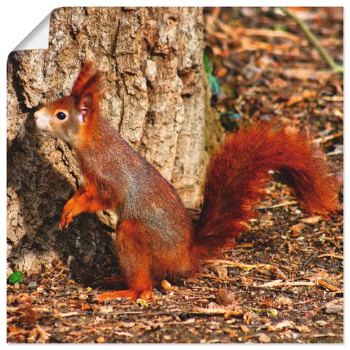 4058661428509 - Wandbild ARTLAND Rotes Eichhörnchen will hoch hinaus Bilder Gr B H 50 cm x 50 cm Poster Wildtiere quadratisch 1 St rot Bild Leinwandbild Kunstdrucke Bilder als Alubild Leinwandbild Wandaufkleber oder Poster in versch Größen