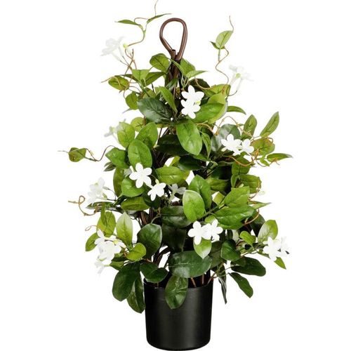 8720362577485 - Stephanotis im Topf ø 30 x 60 cm grün Zimmerpflanzen - Mica Decorations