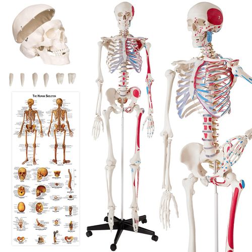 4260435992721 - tectake® Skelett lebensgroß und detailgetreu farblich markierte Bereiche sowie Muskelnummerierung inklusive Anatomieposter 4260435992721 - tectake® Skelett lebensgroß und detailgetreu farblich markierte Bereiche sowie Muskelnummerierung inklusive Anatomieposter