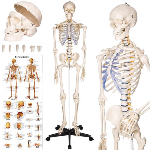 4260182872697 - tectake® Skelett lebensgroß und detailgetreu farblich markierte Bereiche inklusive Anatomieposter 4260182872697 - tectake® Skelett lebensgroß und detailgetreu farblich markierte Bereiche inklusive Anatomieposter