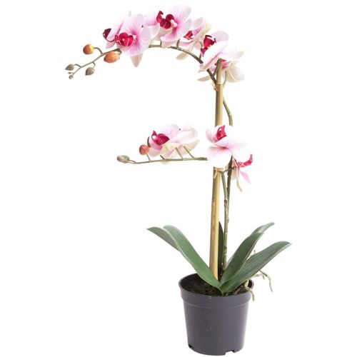 8505455134475 - Kunstorchidee »Orchidee Bora« Orchidee Botanic-Haus Höhe 50 cm weiß