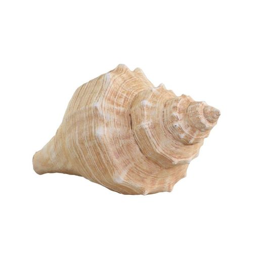5712750299102 - Chic Antique Dekofigur Muschel aus Kunstharz H85 L14 B75 cm natur 5712750299102 - Chic Antique Dekofigur Muschel aus Kunstharz H85 L14 B75 cm natur