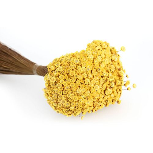 8715881014542 - Trockenblumen Glixia gelb 8715881014542 - Trockenblumen Glixia gelb