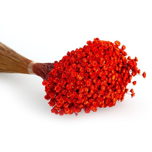 8715881014504 - Trockenblumen Glixia orange