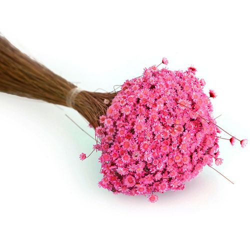 8715881330079 - Trockenblumen Glixia pink 8715881330079 - Trockenblumen Glixia pink