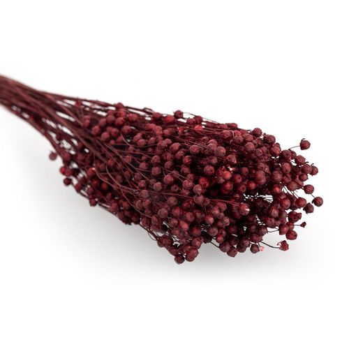 8715881305954 - Trockenblumen Flachs bordeaux 8715881305954 - Trockenblumen Flachs bordeaux