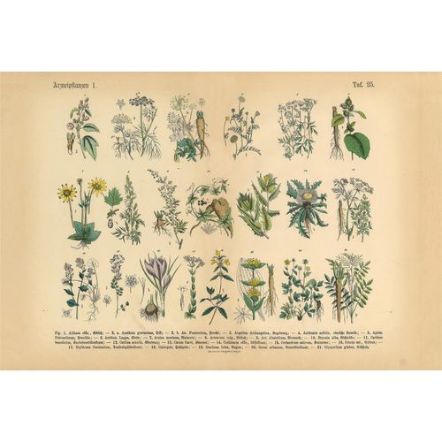 4059432092493 - Fototapete Medical Plant Tapeten Vlies Wand Schräge Gr B L 4 m x 27 m bunt (beige creme grün) Fototapeten Blumen Tapeten 4059432092493 - Fototapete Medical Plant Tapeten Vlies Wand Schräge Gr B L 4 m x 27 m bunt (beige creme grün) Fototapeten Blumen Tapeten