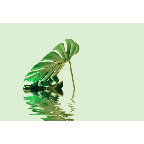 4059432199758 - LIVING WALLS Fototapete ARTist Monstera Leaf Water Tapeten Vlies Wand Schräge Gr B L 4 m x 27 m grün Fototapeten Blumen Tapeten 4059432199758 - LIVING WALLS Fototapete ARTist Monstera Leaf Water Tapeten Vlies Wand Schräge Gr B L 4 m x 27 m grün Fototapeten Blumen Tapeten