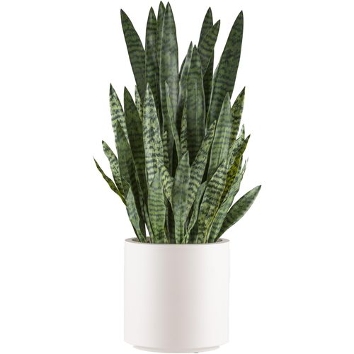 4064118241027 - Kunstpflanze CREATIV GREEN Sanseveria zeylanica grün Kunstpflanzen H 108cm Kunststoff im eleganten cremefarbenen Topf H108cm