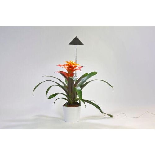 7350067690335 - SUNLiTE 7W LED Vollspektrum Pflanzenlampe Grau Indoor Plants Pflanzen Beleuchtung mit ausziehbarem Teleskopstab Parus Pflanzenlampe für kleine und mittelgroße Zimmerpflanzen